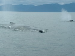 humpback whales near Pelican AK